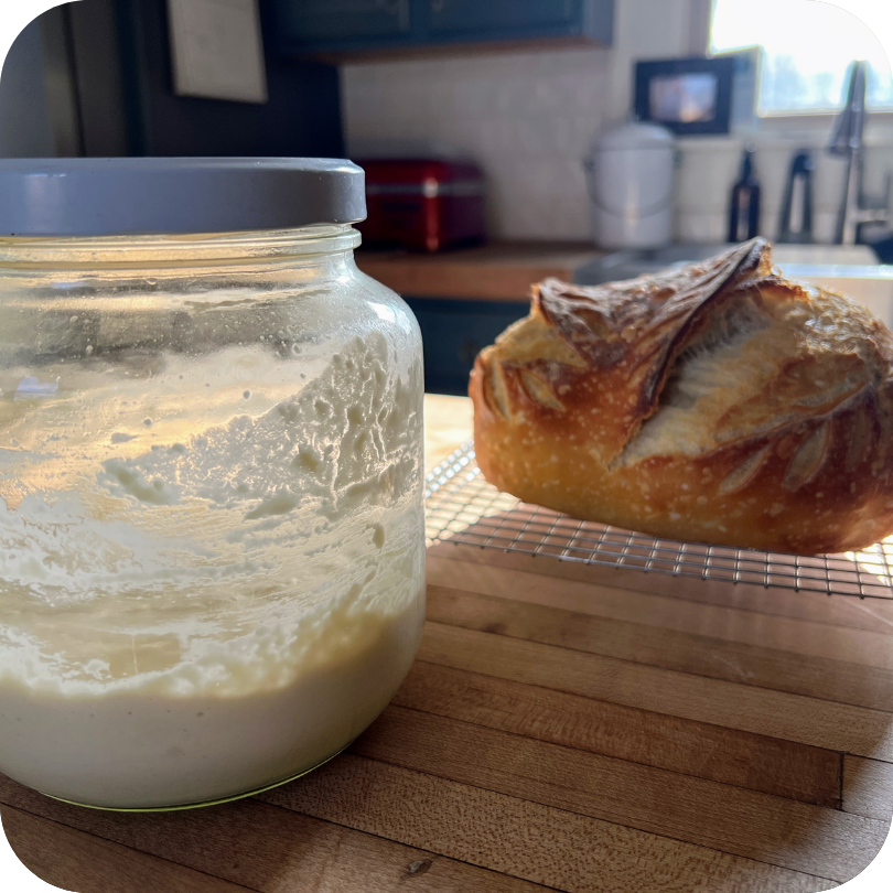 Ginny Sourdough Starter