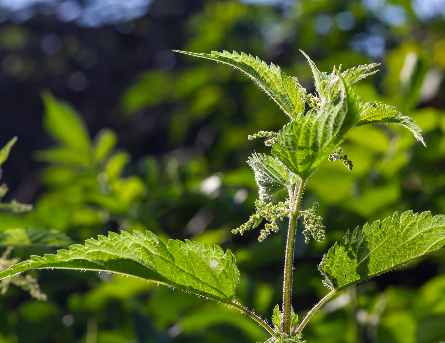 Insect Repellent Garden