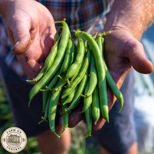 Green Beans, Bulk