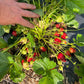 Berry Boost ~ Biochar and Nutrient Pack for Strawberry Success