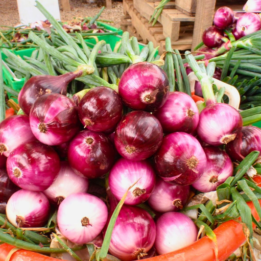 Redwing Onion Plants (Long Day)