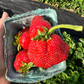 Cabot Strawberry Plants