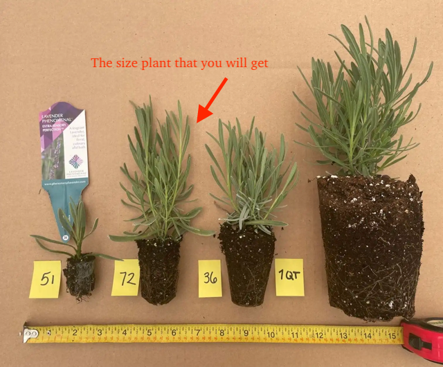 lavender plant brown Sensational Lavender Plants – The Farm On Central