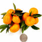 November Citrus Sampler - A Trio of Japanese-Inspired Mandarins