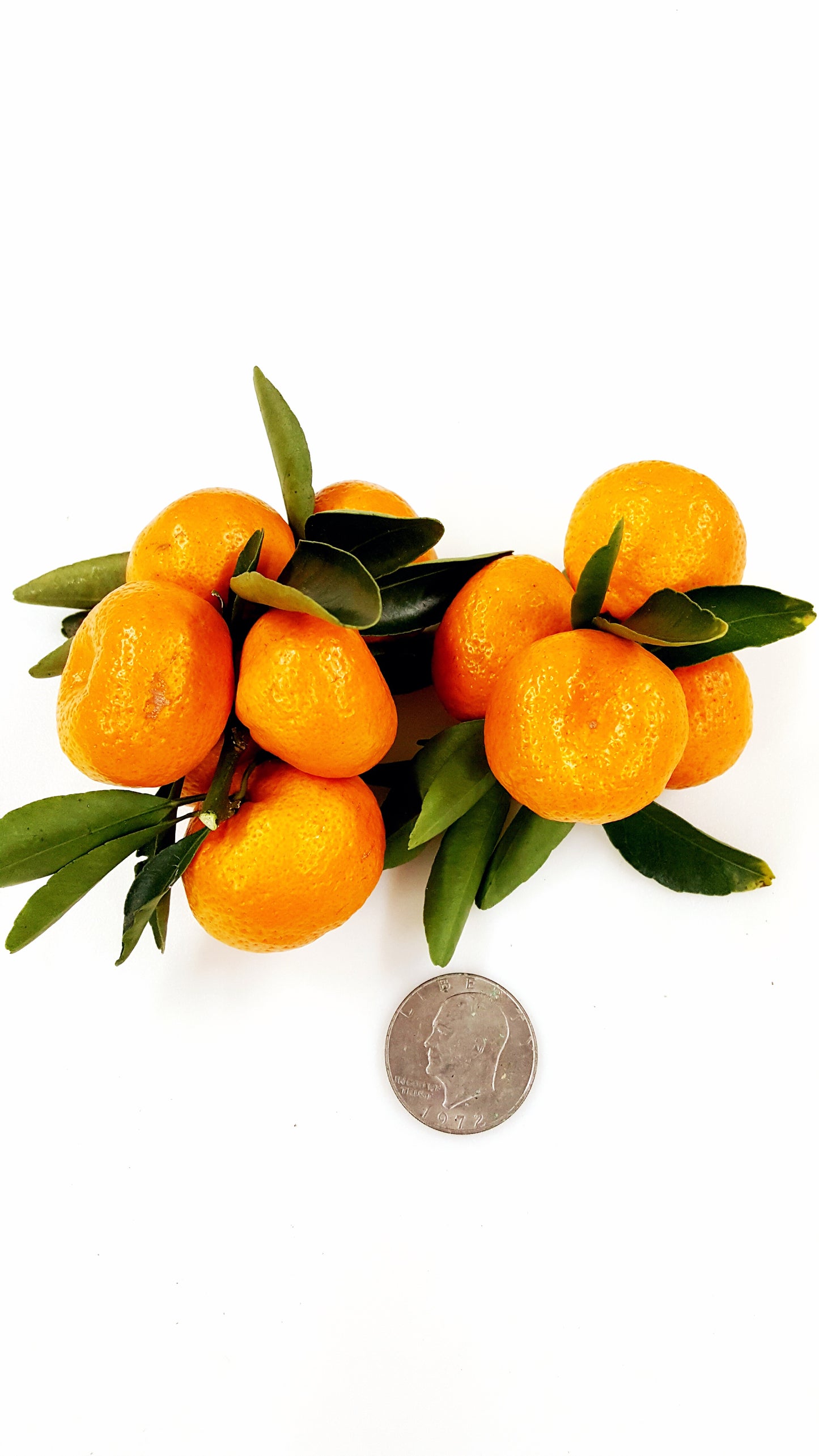 November Citrus Sampler - A Trio of Japanese-Inspired Mandarins