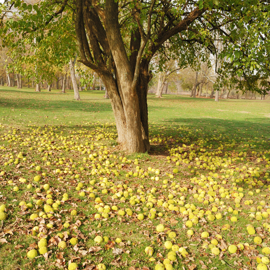 Osage Orange Bareroot Tree