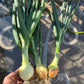 Forum Onion Sets - Dual Use, Time-Tested Garden Essential