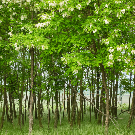 Black Locust Bareroot Trees