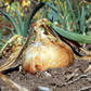 Candy Onion Plants (Intermediate / Day-Neutral Hybrid)