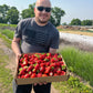 AC Valley Strawberry Plants