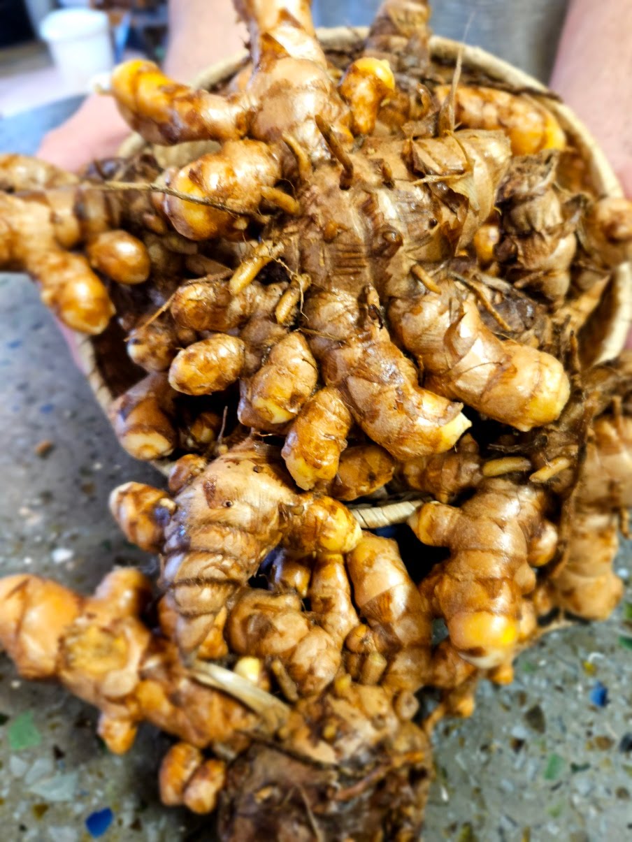 Turmeric, Alabama Wild ~PREORDER