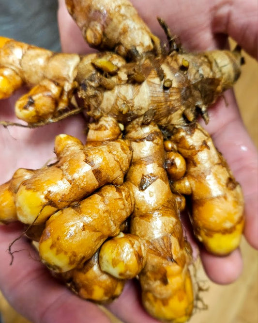 Turmeric, Alabama Wild