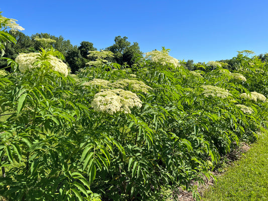 Elderberry Plants-