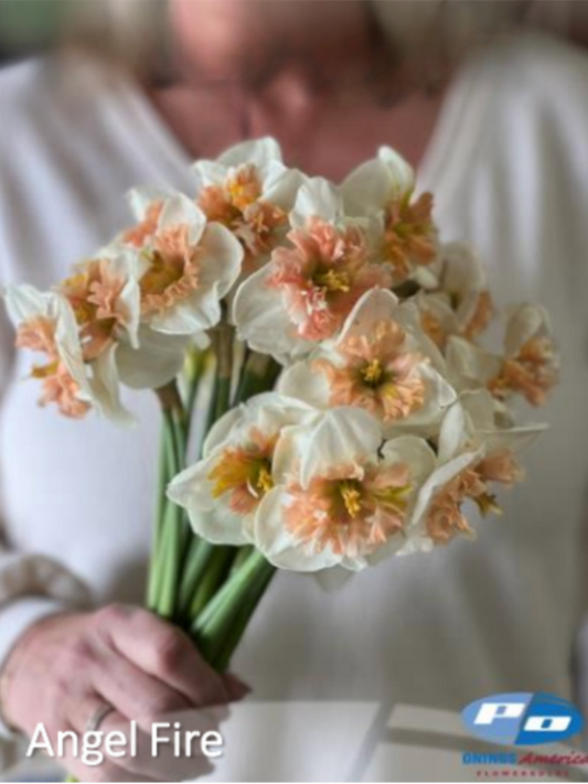 Angel Fire Narcissus Bulbs