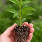 Asclepias tuberosa Butterfly Milkweed Plug