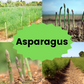 Mary Washington Asparagus