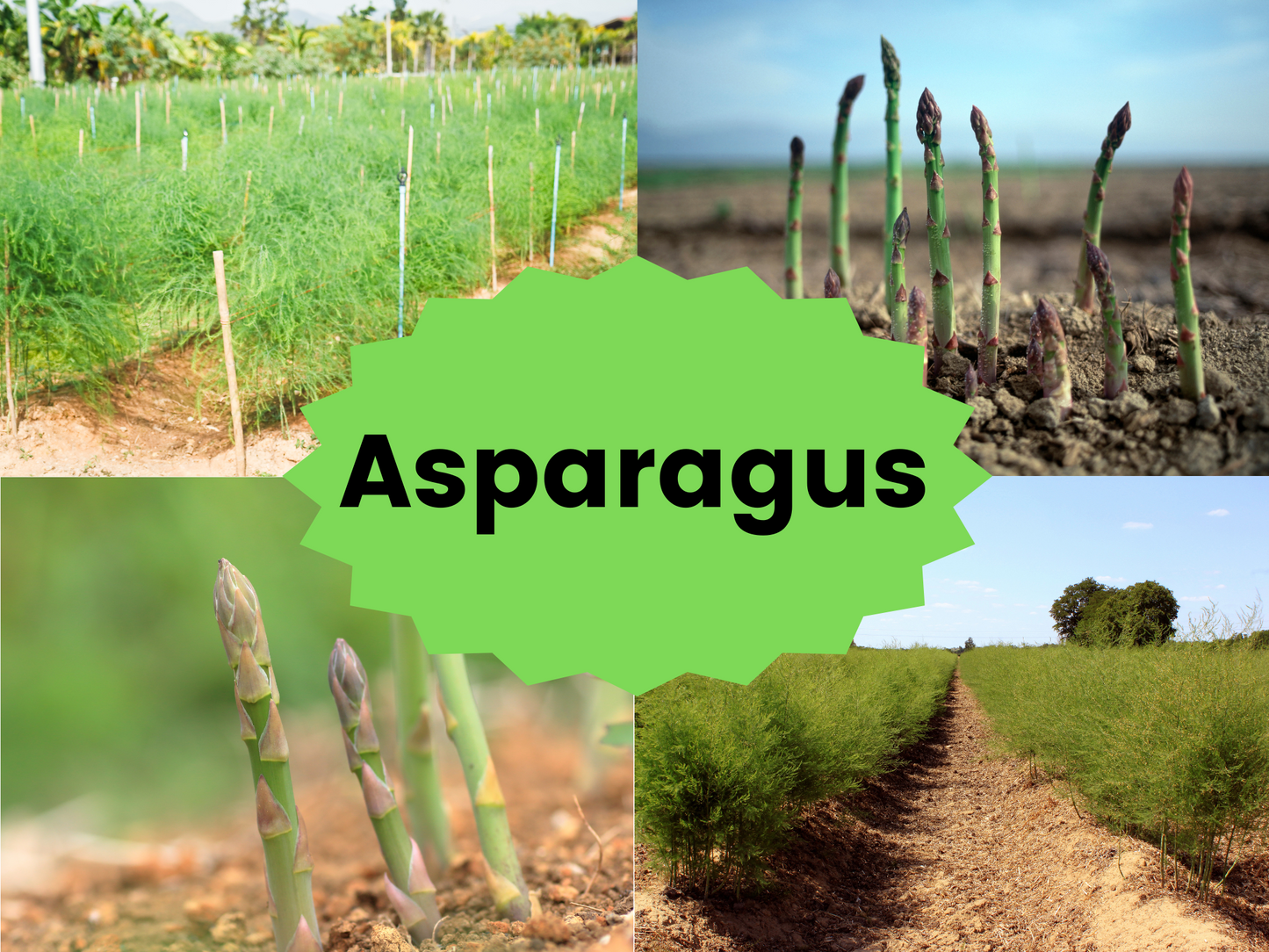 Mary Washington Asparagus