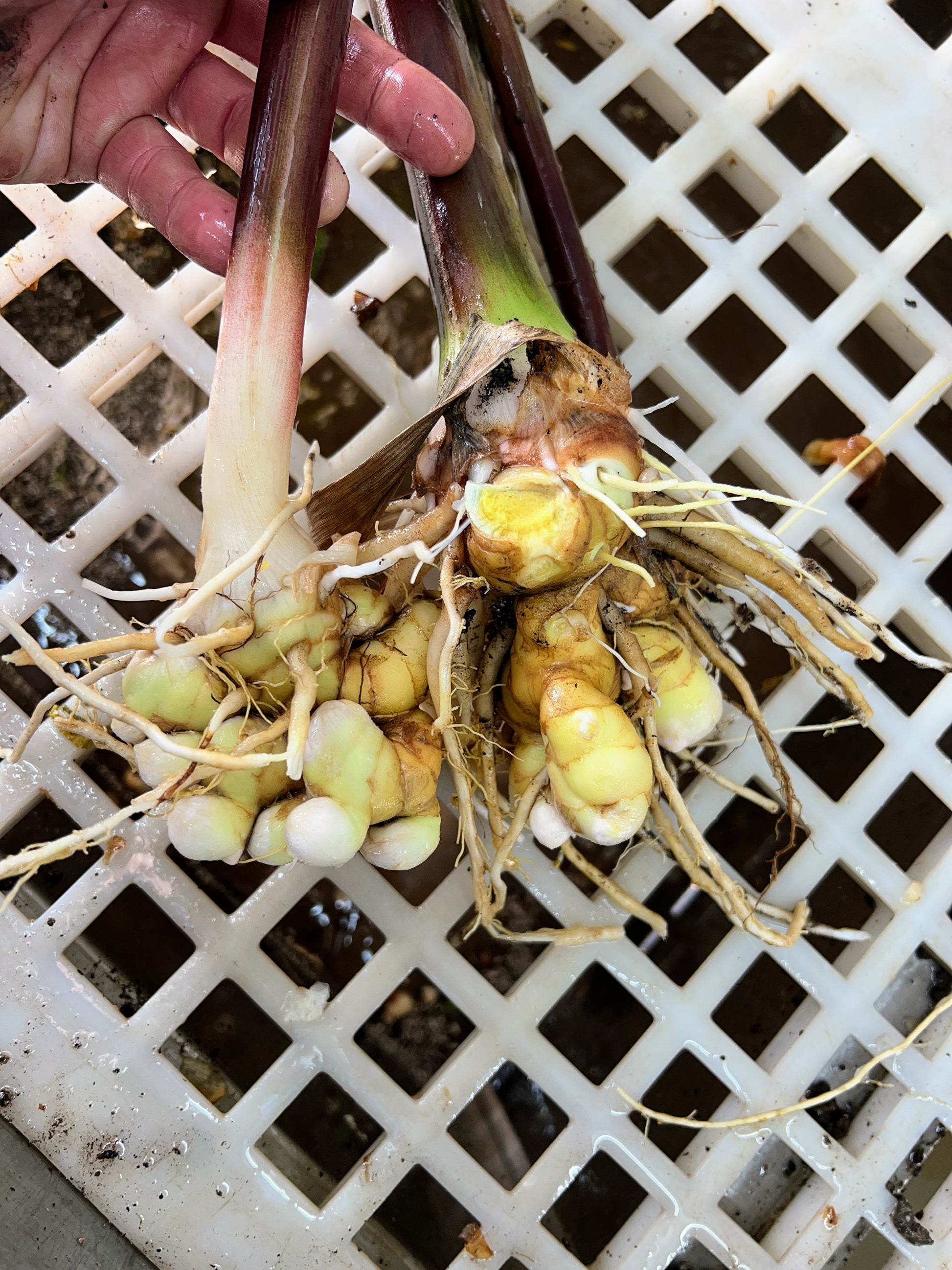 turmeric plant seeds Turmeric Seed, Blue (Rare) – The Farm On Central