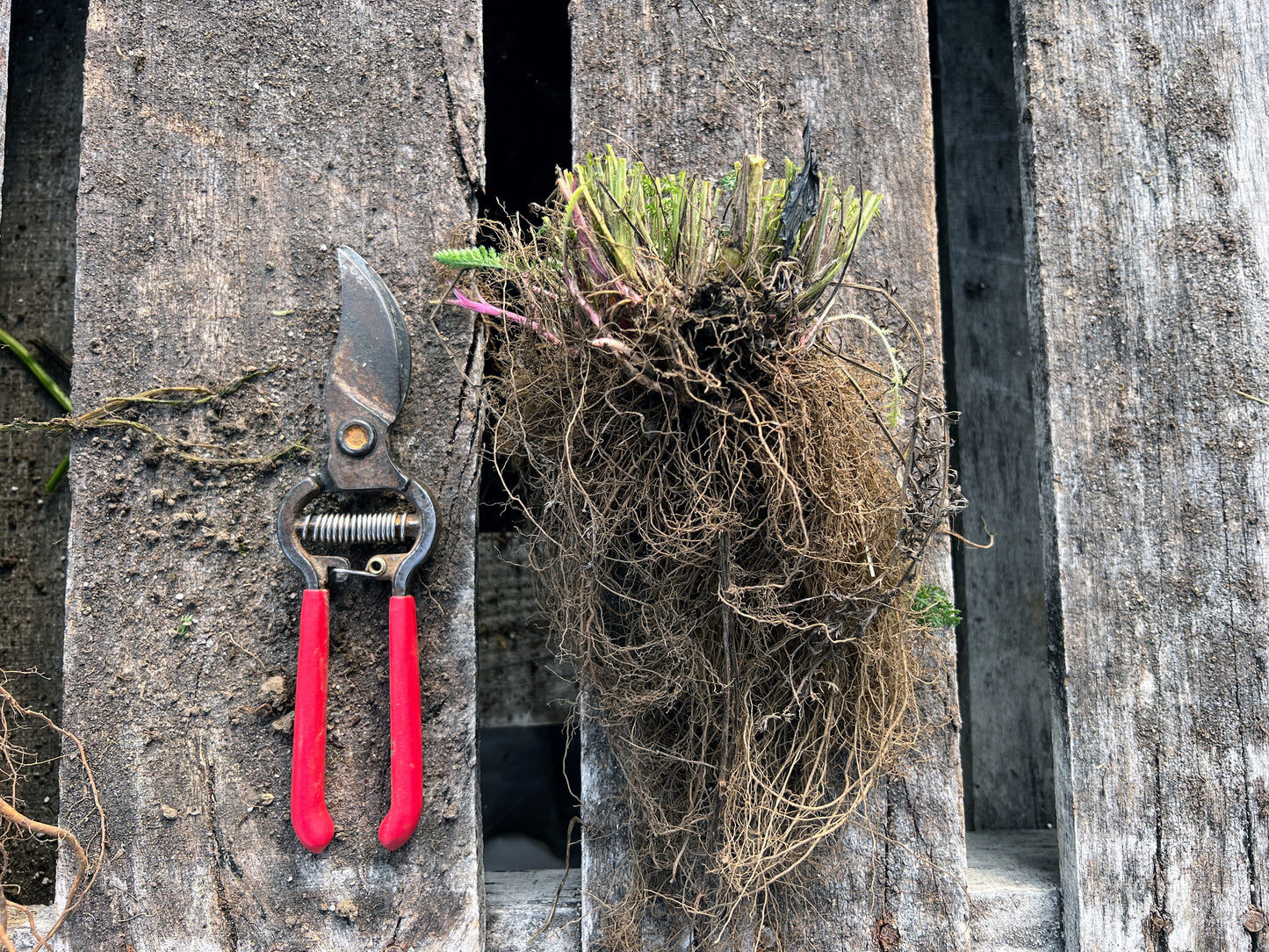 Yarrow Bareroot Plant (Achillea millefolium)