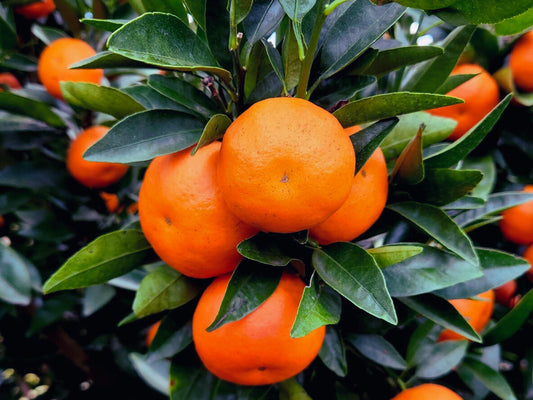 Bingo Mandarin- Bright Sweet Flavor!