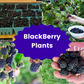 Triple Crown Blackberry Plant