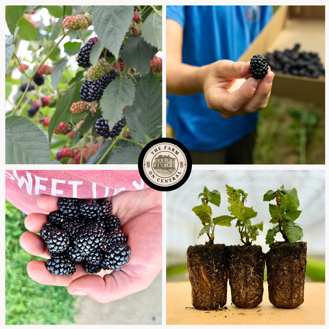 Natchez Blackberry Plant