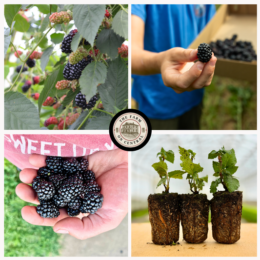 Natchez Blackberry Plant