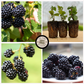 Ponca Sweet Ark™ Blackberry Plants