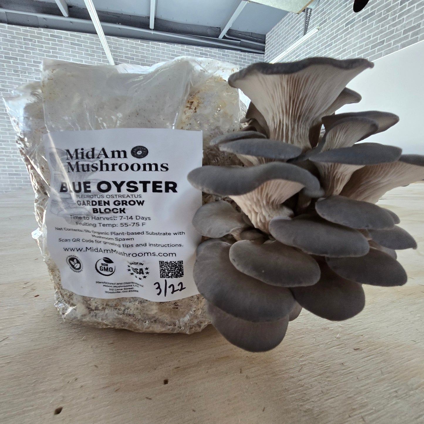 MidAm Gourmet Mushroom Grow Block