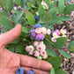 Arlen Blueberry Plant (Local Pickup Only - NO SHIPPING)