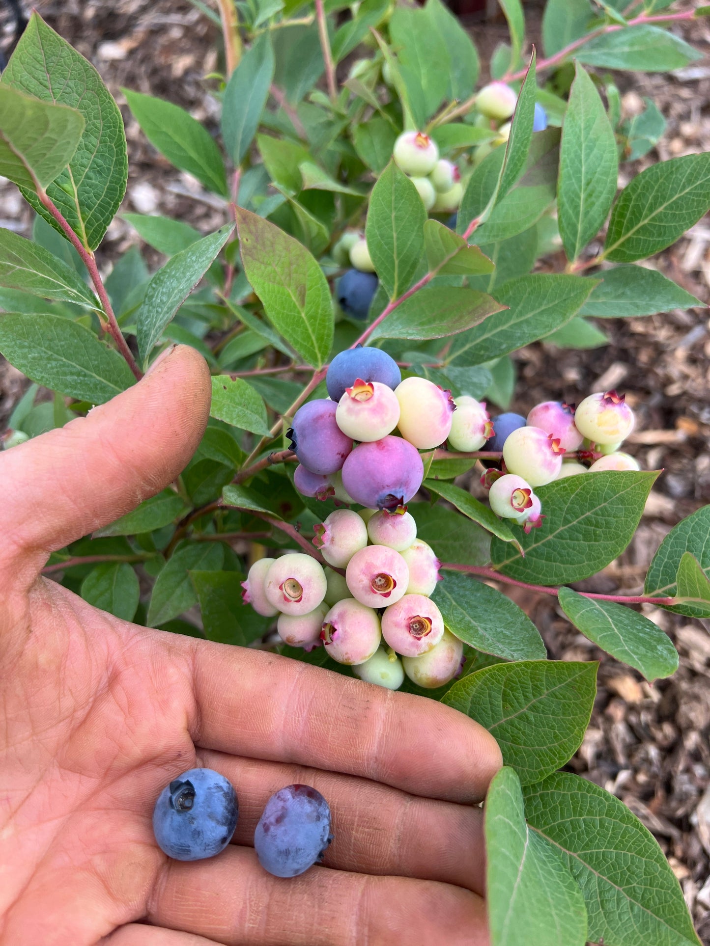 North Country Blueberry Plant (Local Pickup Only - NO SHIPPING)