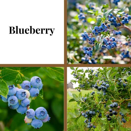 Chanticleer Blueberry Plant (Local Pickup Only - NO SHIPPING)