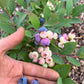 Pink Lemonade Blueberry Plant (Local Pickup Only - NO SHIPPING)