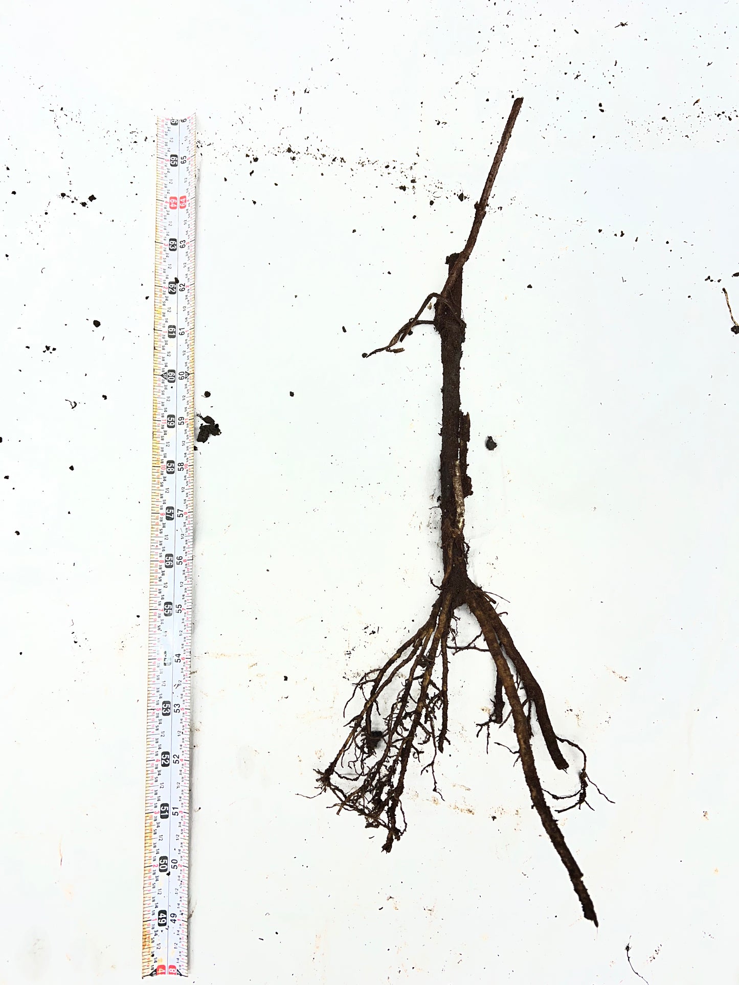 | PREORDER | Bob Gordon Elderberry