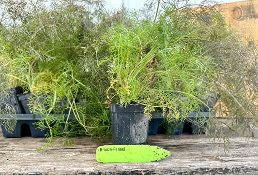 Bronze Fennel Plant (Foeniculum vulgare 'Purpureum')