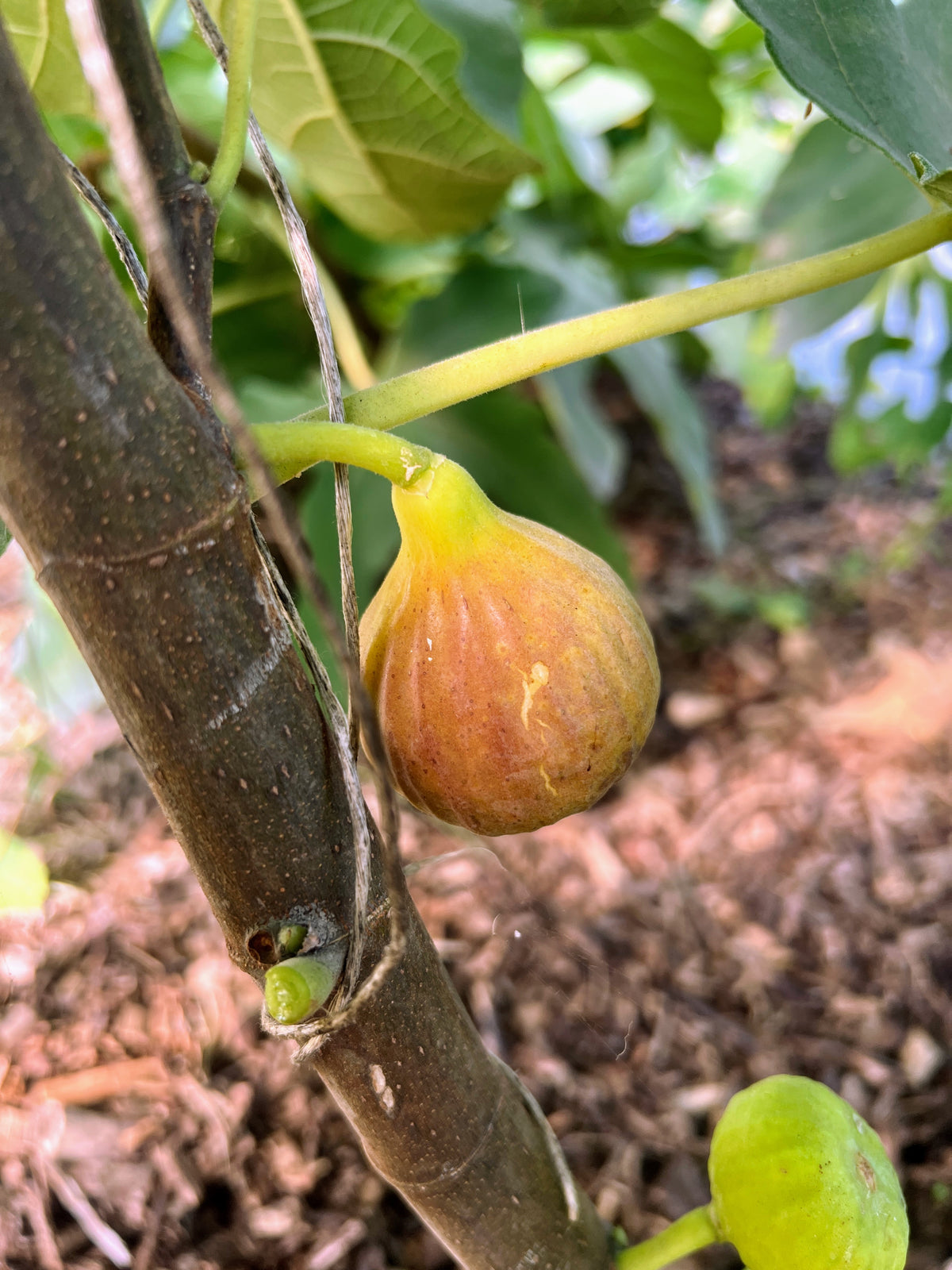 Fig Of The Week- The Pink Jerusalem Fig. I Picked This Species Up From A Fig Colle Fig Of The Week- The Pink Jerusalem Fig. I Picked This Species Up From A Fig Colle