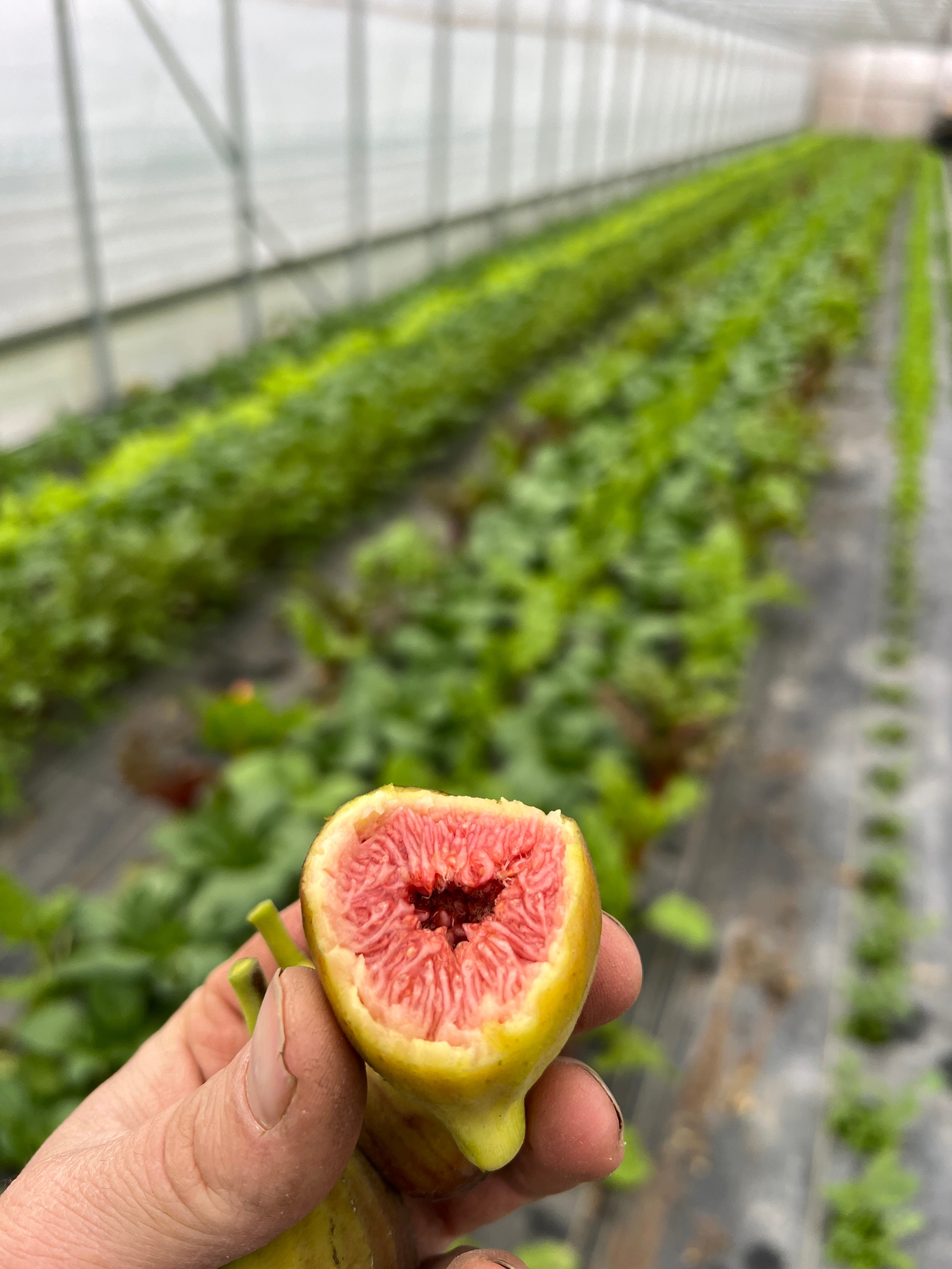 Red Fig Color C's Red Heirloom Fig โ The Farm On Central
