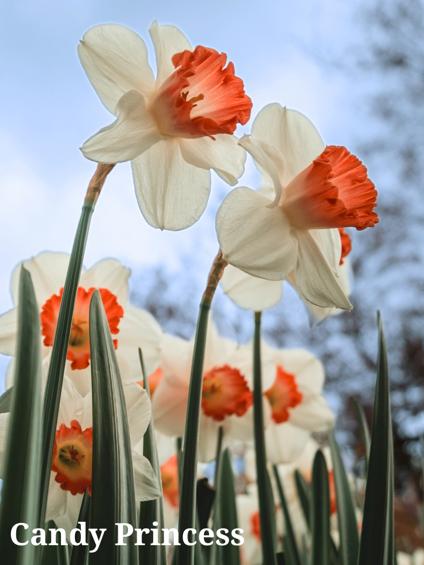 Candy Princess Narcissus Bulbs