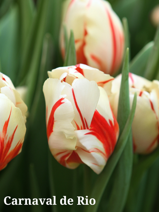 Carnaval de Rio Tulip Bulbs