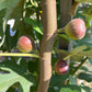 Chicago Hardy Fig Cuttings