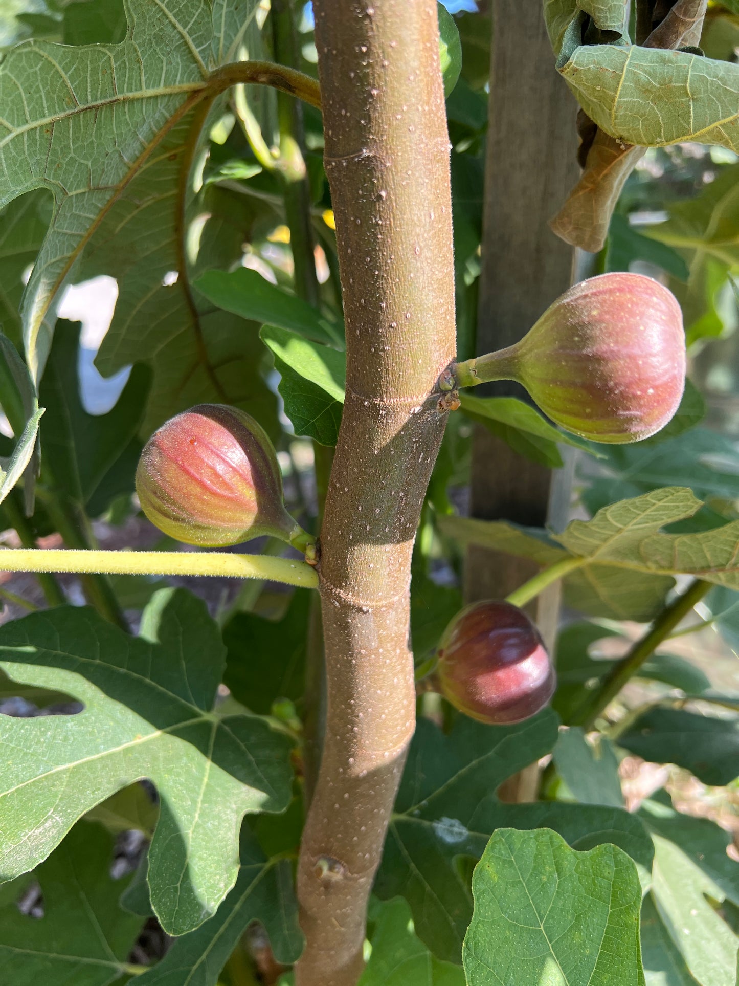 Chicago Hardy Fig Cuttings