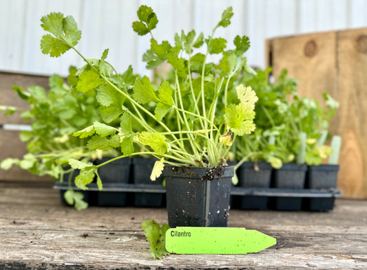 Cilantro Plant (Coriandrum sativum)