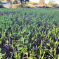 Fall/Spring Cover Crop Mix: Nourish and Protect Your Soil