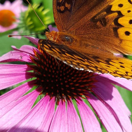 Echinacea Angustifolia Plant