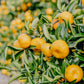 Satsuma Orange - Pre-Order Now for Farm Pickup!