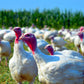Turkey Breast - Vegetarian / Non-GMO Fed - Deposit