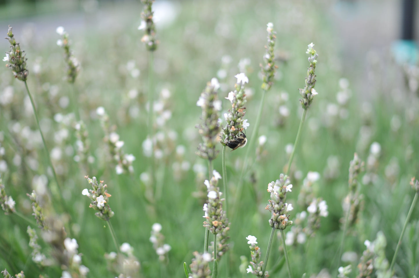 lavender plants white flowers Exceptional™ Lavender Plants – The Farm On Central