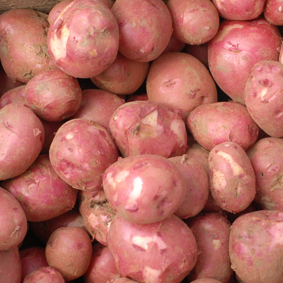 Dark Red Norland Potato A Versatile And Early Maturing Delight The Farm On Central 2270