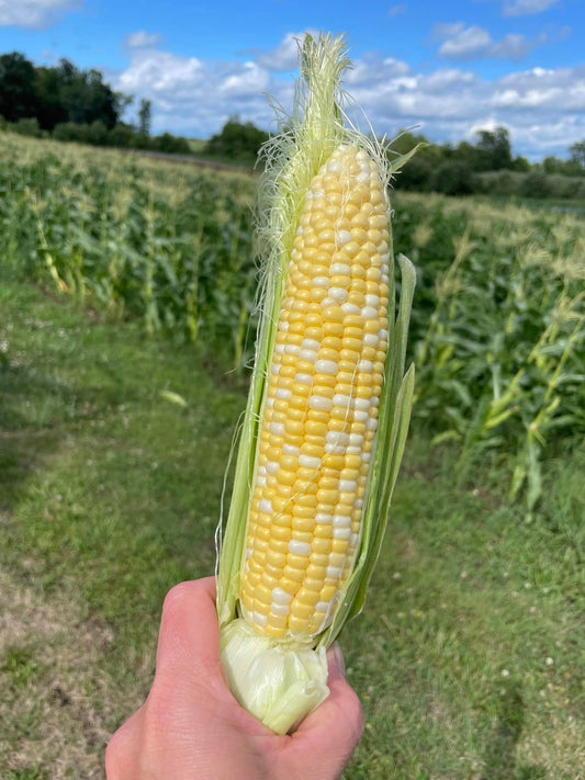 Bulk Sweet Corn