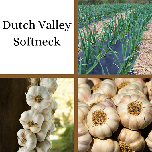 PRE-ORDER: Dutch Valley Softneck Garlic